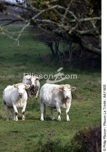 Paysage agricole du Finistère. - © Philip Plisson / Plisson La Trinité / AA11805 - Nos reportages photos - Vache