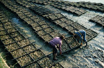 Oyster farmers. © Philip Plisson / Plisson La Trinité / AA11833 - Photo Galleries - Man