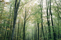 Forest. © Guillaume Plisson / Plisson La Trinité / AA11954 - Photo Galleries - Forest