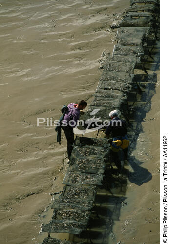 Ostréiculteurs. - © Philip Plisson / Plisson La Trinité / AA11962 - Nos reportages photos - Marée basse