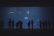 The aquarium of Monterey in California. © Philip Plisson / Plisson La Trinité / AA12279 - Photo Galleries - Reptile