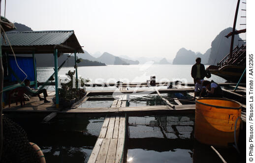 Village de pêcheurs vietnamiens. - © Philip Plisson / Plisson La Trinité / AA12365 - Nos reportages photos - Maison flottante