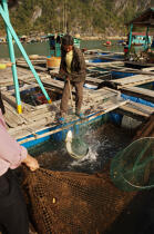 La pêche au filet. © Philip Plisson / Plisson La Trinité / AA12366 - Nos reportages photos - Vietnam