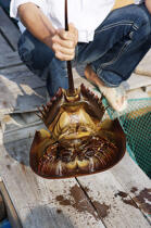 Un pêcheur montre un limule. © Philip Plisson / Plisson La Trinité / AA12391 - Nos reportages photos - Homme