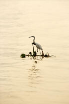 Egret. © Philip Plisson / Plisson La Trinité / AA12533 - Photo Galleries - Marshland bird
