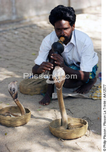 Cobra à Cochin. - © Philip Plisson / Plisson La Trinité / AA12577 - Nos reportages photos - La petite pêche au Kerala, Inde du sud