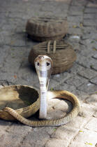 Cobra in Cochin. © Philip Plisson / Plisson La Trinité / AA12579 - Photo Galleries - Reptile