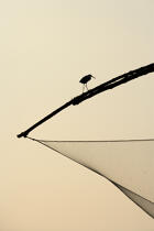 Chinese nets in front of Cochin. © Philip Plisson / Plisson La Trinité / AA12614 - Photo Galleries - Marshland bird
