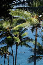 Palmiers sur la plage de Vilinjan. © Philip Plisson / Plisson La Trinité / AA12673 - Nos reportages photos - Vilinjam