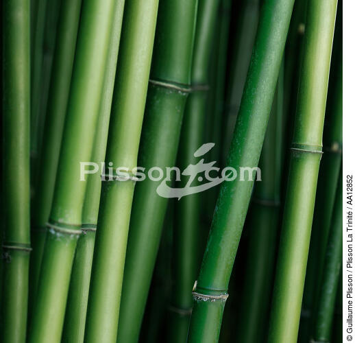 Bambous. - © Guillaume Plisson / Plisson La Trinité / AA12852 - Nos reportages photos - Plante