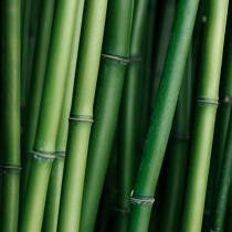Bamboos. © Guillaume Plisson / Plisson La Trinité / AA12852 - Photo Galleries - Bamboo