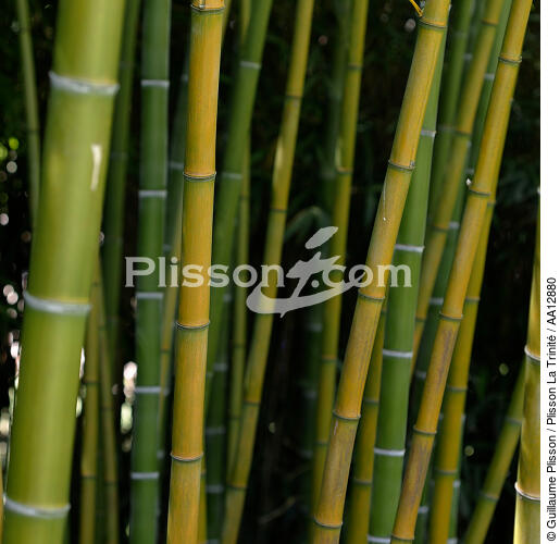 Bamboos. - © Guillaume Plisson / Plisson La Trinité / AA12880 - Photo Galleries - Plant
