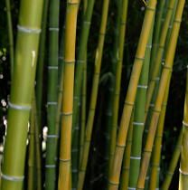 Bamboos. © Guillaume Plisson / Plisson La Trinité / AA12880 - Photo Galleries - Vegetal