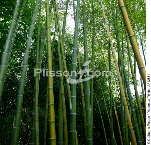 Forest of bamboos. - © Guillaume Plisson / Plisson La Trinité / AA12881 - Photo Galleries - Plant