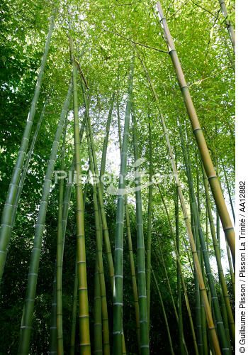 Forêt de bambous. - © Guillaume Plisson / Plisson La Trinité / AA12882 - Nos reportages photos - Plante