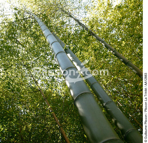 Forest of bamboos. - © Guillaume Plisson / Plisson La Trinité / AA12883 - Photo Galleries - Vegetal