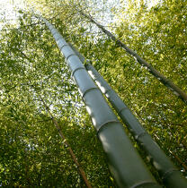 Forest of bamboos. © Guillaume Plisson / Plisson La Trinité / AA12883 - Photo Galleries - Interior landscape