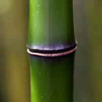 Bamboos. © Guillaume Plisson / Plisson La Trinité / AA12884 - Photo Galleries - Bamboo