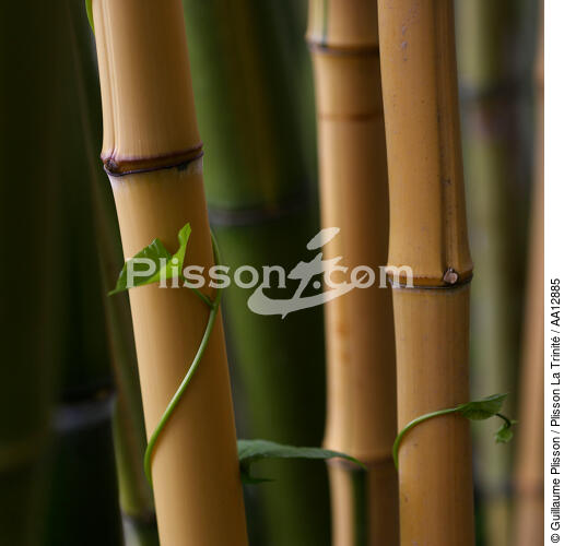 Bambous. - © Guillaume Plisson / Plisson La Trinité / AA12885 - Nos reportages photos - Plante