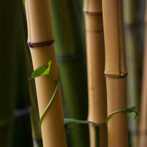 Bamboos. © Guillaume Plisson / Plisson La Trinité / AA12885 - Photo Galleries - Plant