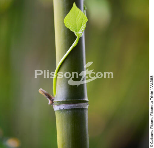 Bamboos. - © Guillaume Plisson / Plisson La Trinité / AA12886 - Photo Galleries - Plant