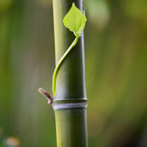Bambous. © Guillaume Plisson / Plisson La Trinité / AA12886 - Nos reportages photos - Végétal