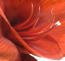 Amaryllis. © Guillaume Plisson / Plisson La Trinité / AA12889 - Nos reportages photos - Fleur