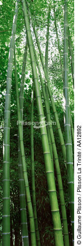 Forêt de bambous. - © Guillaume Plisson / Plisson La Trinité / AA12892 - Nos reportages photos - Végétal