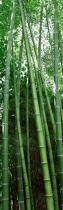 Forest of bamboos. © Guillaume Plisson / Plisson La Trinité / AA12892 - Photo Galleries - Bamboo