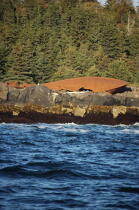 Monhegan island in Maine. © Philip Plisson / Plisson La Trinité / AA13140 - Photo Galleries - Boat graveyard