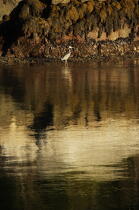 Héron dans le Maine. © Philip Plisson / Plisson La Trinité / AA13270 - Nos reportages photos - Oiseau de marais