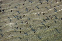 Vol de cormorans. © Philip Plisson / Plisson La Trinité / AA13445 - Nos reportages photos - Massachusetts