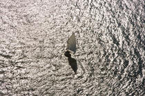 Sailing boat in Massachusetts. © Philip Plisson / Plisson La Trinité / AA13738 - Photo Galleries - Backlit