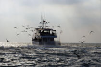Pêche davant Montauk dans l'état de New-York. © Philip Plisson / Plisson La Trinité / AA13806 - Nos reportages photos - Montauk