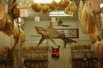 Dried fish in Hong Kong. © Philip Plisson / Plisson La Trinité / AA14015 - Photo Galleries - Shark