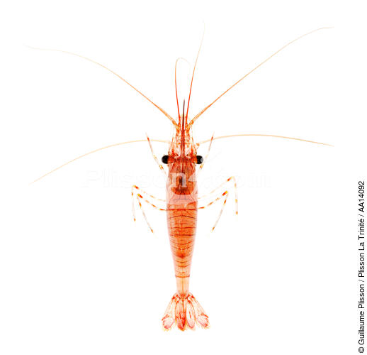 Shrimp. - © Guillaume Plisson / Plisson La Trinité / AA14092 - Photo Galleries - Prawn