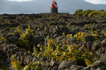 Vignes aux Açores. © Philip Plisson / Plisson La Trinité / AA14107 - Nos reportages photos - Les îles de Faial et Pico aux Açores
