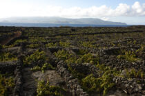 vignes aux Açores. © Philip Plisson / Plisson La Trinité / AA14113 - Nos reportages photos - Les îles de Faial et Pico aux Açores
