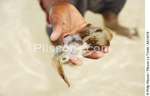 Anakao - Madagascar. - © Philip Plisson / Plisson La Trinité / AA14418 - Photo Galleries - Mollusk