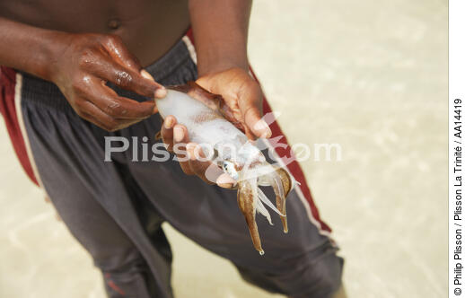 Anakao - Madagascar. - © Philip Plisson / Plisson La Trinité / AA14419 - Nos reportages photos - Mollusque
