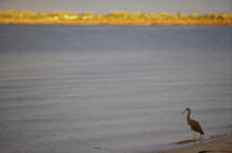 Anakao - Madagascar. © Philip Plisson / Plisson La Trinité / AA14444 - Nos reportages photos - Oiseau de marais