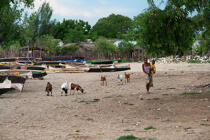 Ifaty - Madagascar. © Philip Plisson / Plisson La Trinité / AA14521 - Nos reportages photos - Chèvre
