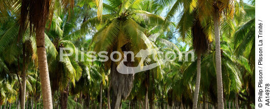 Palm trees in Seychelles. - © Philip Plisson / Plisson La Trinité / AA14978 - Photo Galleries - Palm tree