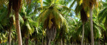Palm trees in Seychelles. © Philip Plisson / Plisson La Trinité / AA14978 - Photo Galleries - Palm tree