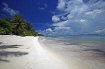 Beach in Seychelles. © Philip Plisson / Plisson La Trinité / AA14996 - Photo Galleries - Palm tree