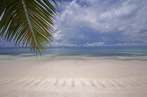 Beach in Seychelles. © Philip Plisson / Plisson La Trinité / AA14997 - Photo Galleries - Palm tree