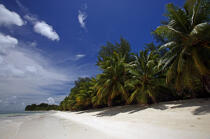 Beach in Seychelles. © Philip Plisson / Plisson La Trinité / AA14999 - Photo Galleries - Tree