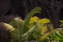 Seychelles. © Philip Plisson / Plisson La Trinité / AA15000 - Photo Galleries - Palm tree