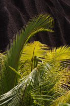 Seychelles. © Philip Plisson / Plisson La Trinité / AA15001 - Photo Galleries - Tree