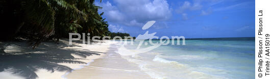 The Seychelles. - © Philip Plisson / Plisson La Trinité / AA15019 - Photo Galleries - Palm tree